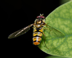 Marmalade hoverfly
