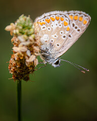 Butterfly on a flower