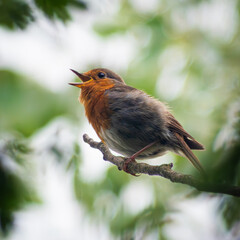 Robin on a branch