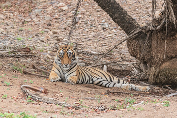 Resting in shelter