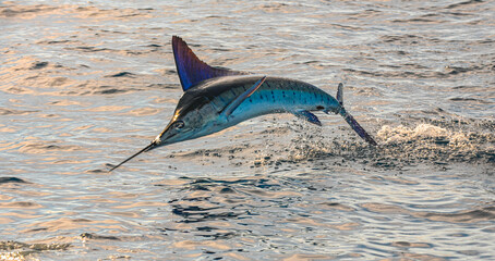 Marlin takes flight - obrazy, fototapety, plakaty