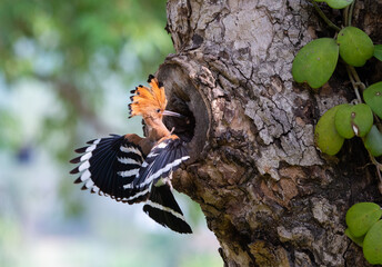 Parent bird feeding a chick in a nest in a tree hole. Eurasian Hoopoe or Common hoopoe (Upupa epops) bird. Adult bird and striped wings in flight hovering in air and feeding young chicks. © somchairakin