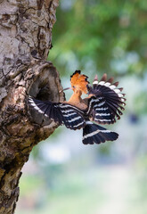 Parent bird feeding a chick in a nest in a tree hole. Eurasian Hoopoe or Common hoopoe (Upupa epops) bird. Adult bird and striped wings in flight hovering in air and feeding young chicks.