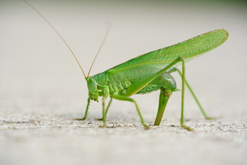 Large Great Green Bush Cricket (Tettigonia viridissima) laying eggs in the concrete expansion joint...