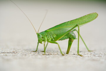 Large Great Green Bush Cricket (Tettigonia viridissima) laying eggs in the concrete expansion joint of a cycle path. Near the village Wedemark Negenborn, Lower Saxony, Germany in July.