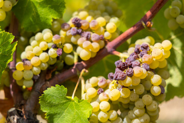 Typical grapes with botrytis cinerea for sweet wines, Sauternes, Bordeaux, Aquitaine, France