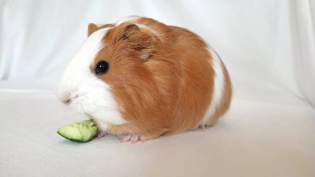 Red guinea pig eats cucumber. white background