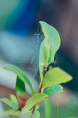 spider web on leaf