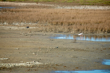Marceddì, provincia di Oristano, Sardegna