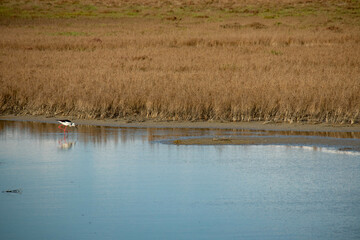 Marceddì, provincia di Oristano, Sardegna