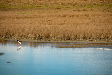 Marceddì, provincia di Oristano, Sardegna