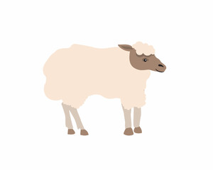 Flat vector design of Domestic animal sheep