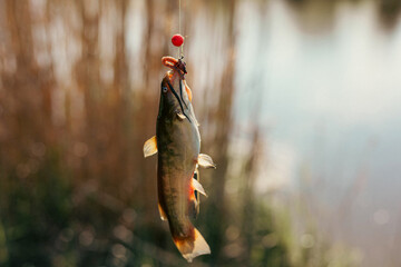 Closeup catch of one river or lake little fish, little catfish hanging on sharp fish-hook on lip...