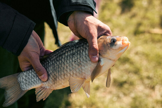 A closeup of a fishman holding a freshwater fish on the banks of a river.