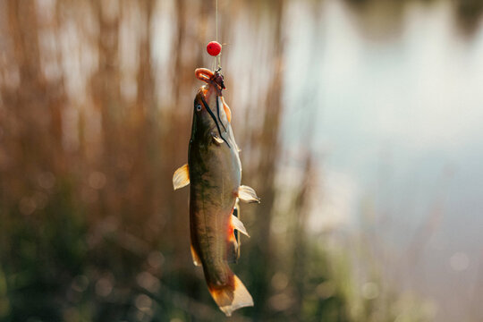 Closeup catch of one river or lake little fish, little catfish hanging on sharp fish-hook on lip with maggot sunny day outdoor on water natural background - Powered by Adobe
