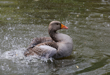Greylag goose,Anser anser, cleans its plumage on a lake.