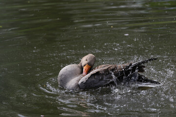 Greylag goose,Anser anser, cleans its plumage on a lake.