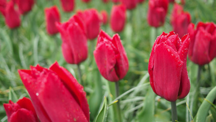 Fototapeta premium Tulip flowers in red color.