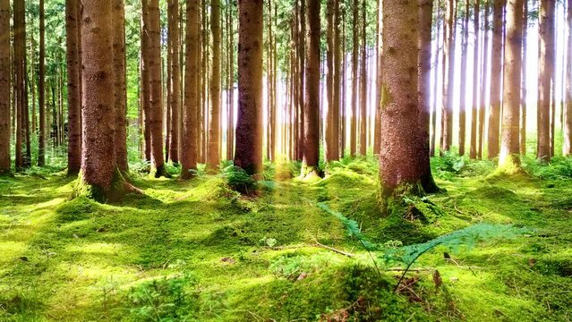 idyllischer verwunschener m&auml;rchenhafter gr&uuml;ner Nadelwald mit Sonnenstrahlen, Waldboden Moos Farn, Tannen, Fichten