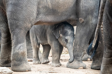 kleiner Baby Elefant im Schutz unter seiner großen Mutter