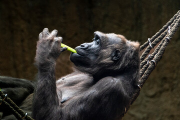 Mittagspause - Schimpanse essend auf einer Hängematte