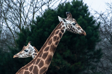 zwei Giraffenköpfe gekreuzt zueinander