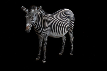Fototapeta na wymiar Zebra isoliert auf schwarzem Hintergrund