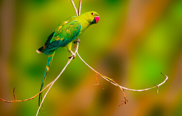 green parrot on a branch