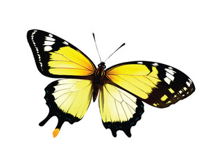 butterfly vector illustration isolated on white background