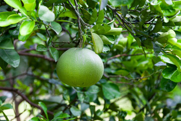 Close-up on a polemo