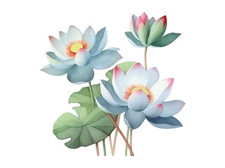 watercolor lotus flowers on white background