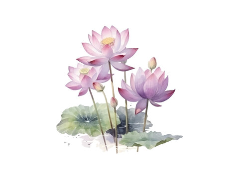 watercolor painting of lotus flowers