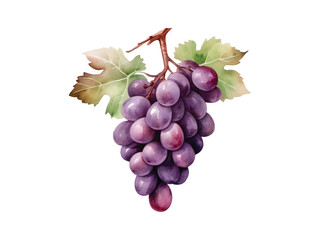 watercolor illustration of purple grapes on a white background