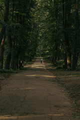 Fototapeta premium an old forest road lined with trees on both sides