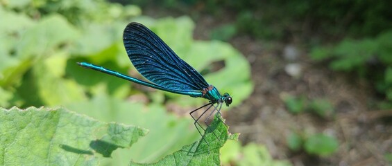 dragonfly on a leaf