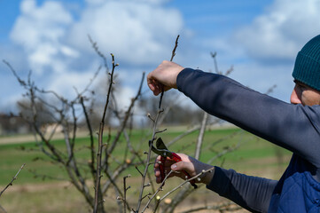 Spring formative pruning of the tree and formation of the tree crown.