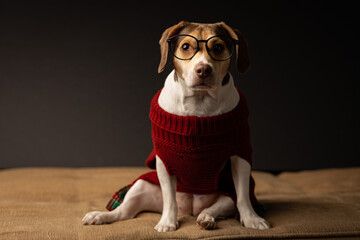 Dog wearing glasses with red sweater