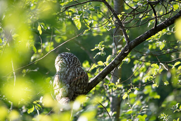 The Ural owl (Strix uralensis)on a branch