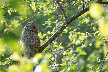 The Ural owl (Strix uralensis)on a branch