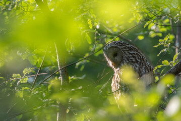 The Ural owl (Strix uralensis)on a branch