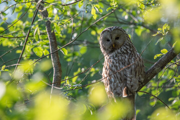 The Ural owl (Strix uralensis)on a branch