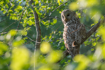 The Ural owl (Strix uralensis) on a branch