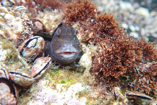 Blenniidae blenny fish peeking out from its rocky hole underwater in the Mediterranean Sea, blenny of mediterranean sea. Montagu's blenny, blenny fish from Mediterranean sea, Macro blenniidae fishs.
