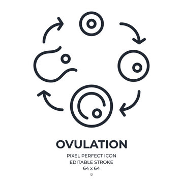 Ovulation process editable stroke outline icon isolated on white background flat vector illustration. Pixel perfect. 64 x 64.