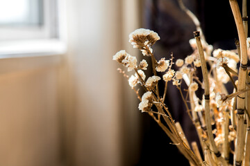 Background image or template of white and dry natural flowers in a warm and cozy natural light environment. Copy space