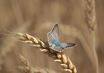 butterfly on a wheat © tiptop315