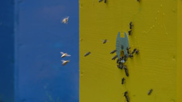 Honey bees fly next to the bee hive in the apiary to collect honey, close up. Beekeeping in countryside, slow motion