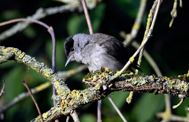 Eurasian blackcap - male // Mönchsgrasmücke - Männchen (Sylvia atricapilla) 