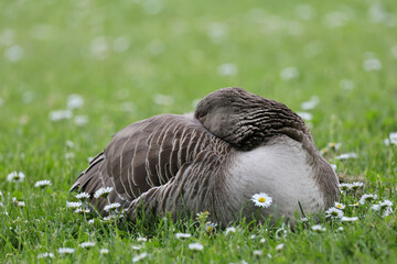 Greylag goose,Anser anser, standing and sleep in a grass field