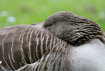 Greylag goose,Anser anser, standing and sleep in a grass field